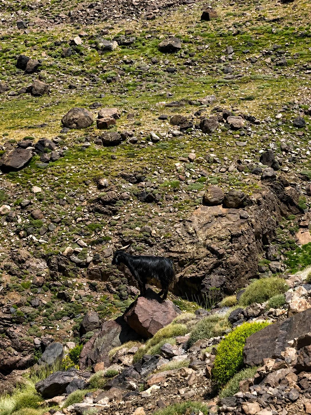 Marrakech: 6-Day Toubkal Circuit & Lac d’Ifni Trek