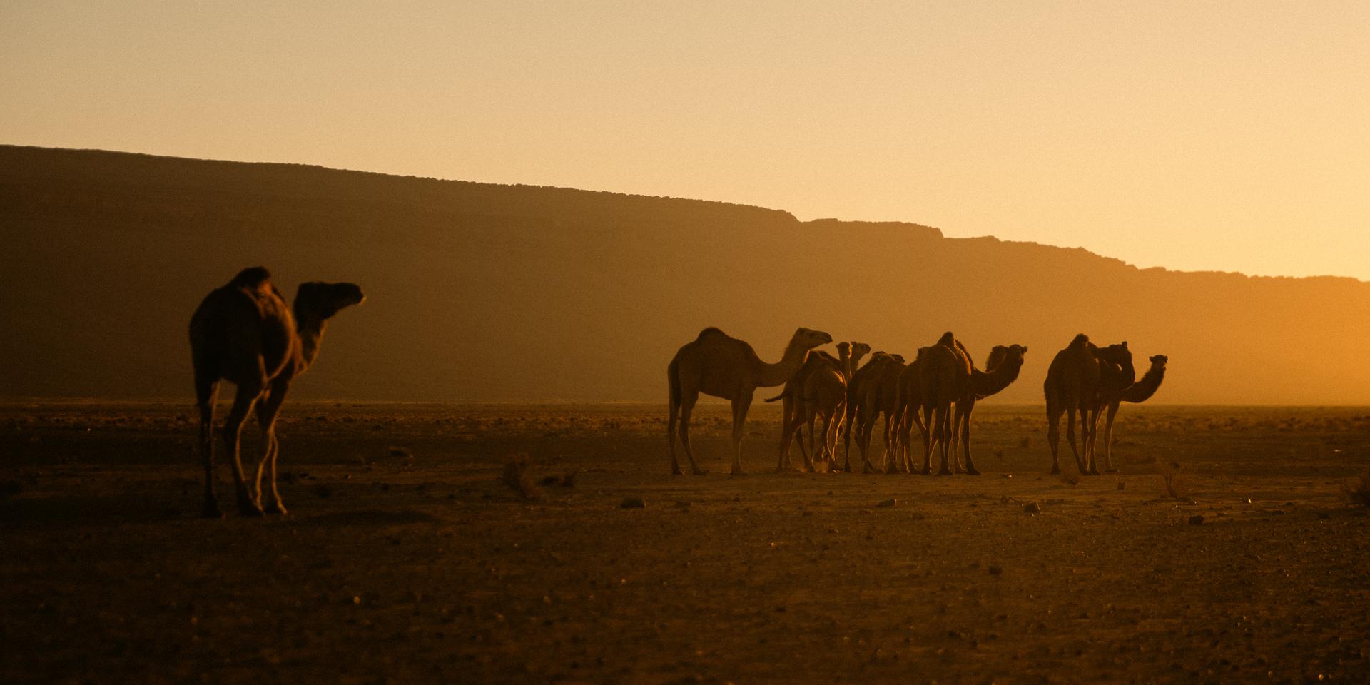 La verdad sobre los tours por el desierto del Sahara desde Marrakech